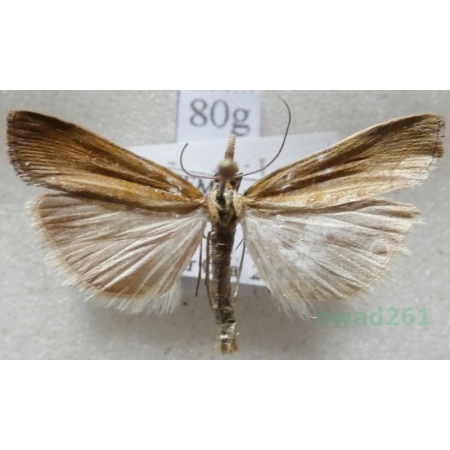 Agriphila tristella (Denis & Schiffermüller, 1775) Wachlarzyk zmienny Czech80g
